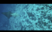 Spot, Shot on iPhone, Video, Maldive