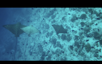 Apple pubblica 1 nuovo spot dello Shot on iPhone ambientato alla Maldive Spot, Shot on iPhone, Video, Maldive