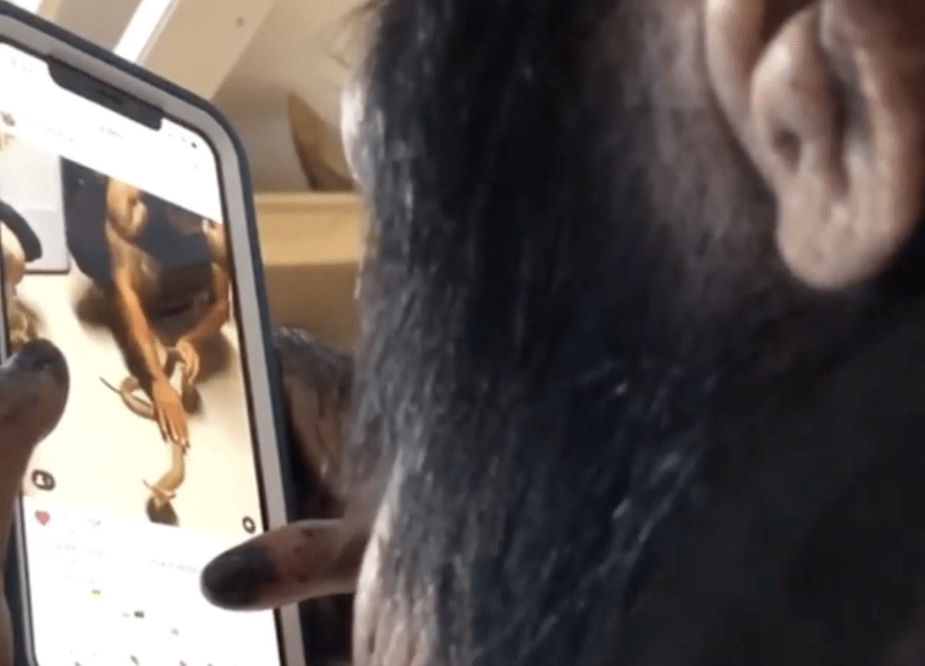 Scimpanzé, Video, Instagram, iPhone